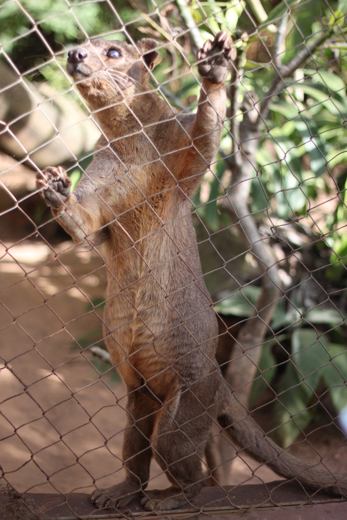 Fossa - a carnivore endemic to Madagascar