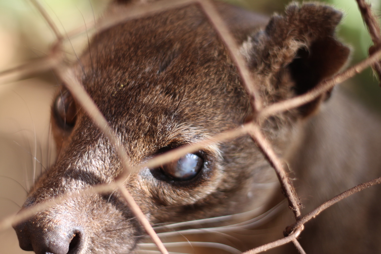 Fossa