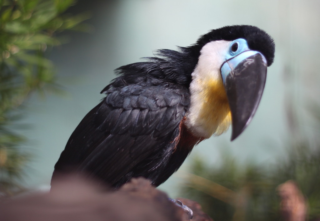 Tucan (not endemic to Madagascar)