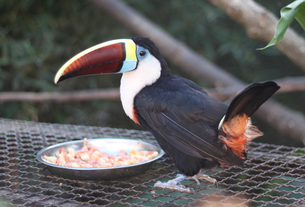 Tucan