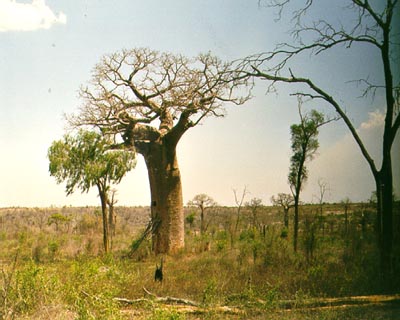 Baobab as water tank (see ladder and hole in trunk)