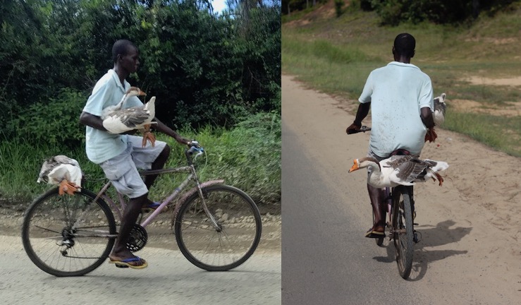 A man carrying two geese on a bike