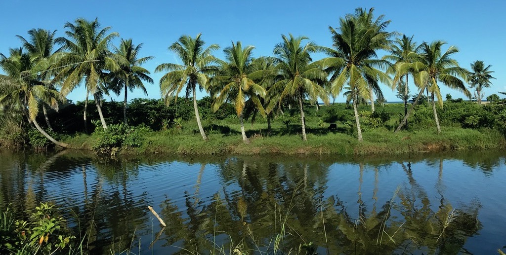 River and palm trees