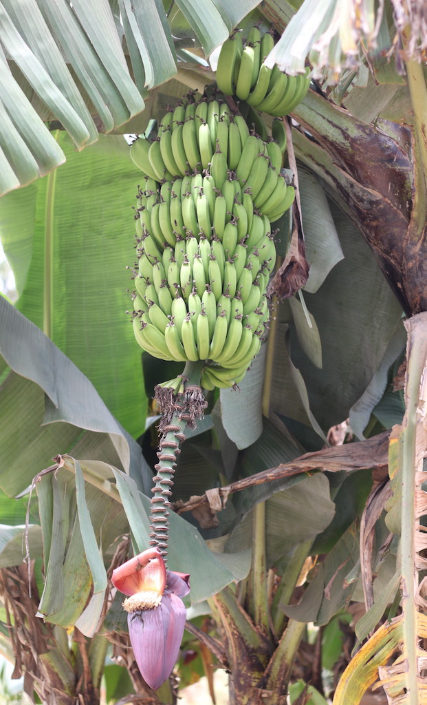 Banana palm tree