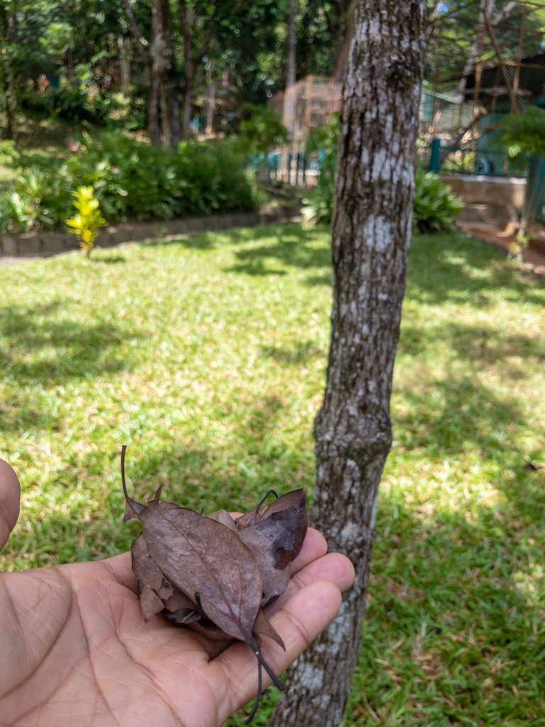 Camphor leaves and tree