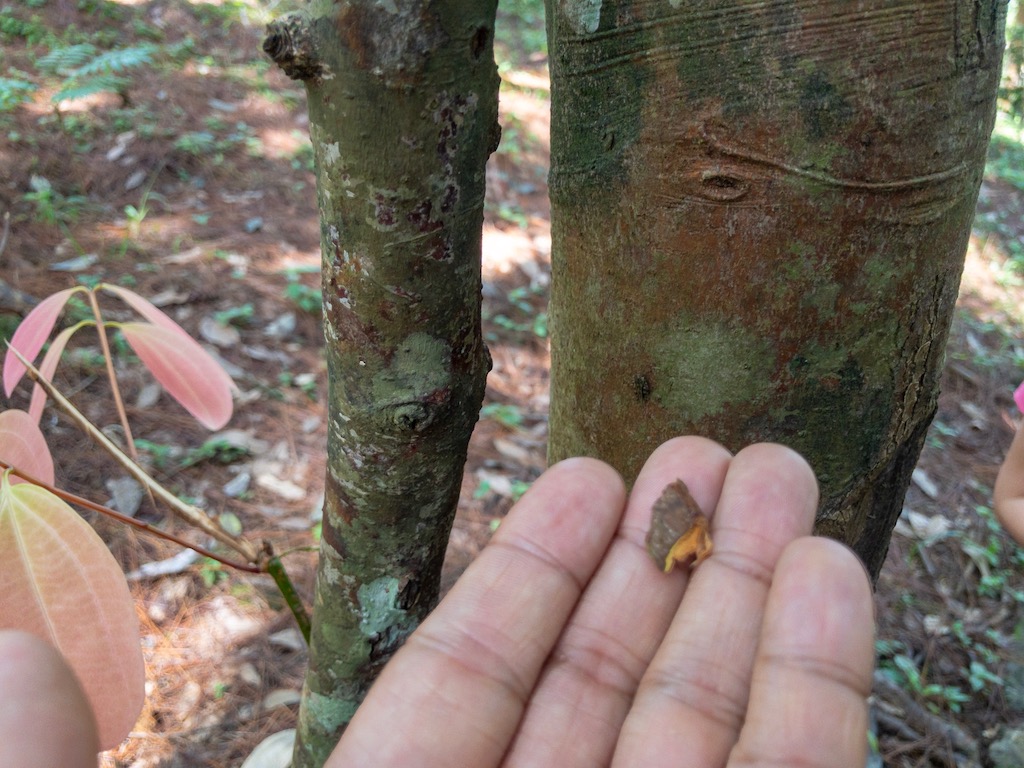 Cinnamon (taken from the bark and dried)