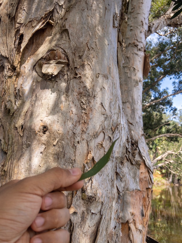 Eucalyptus