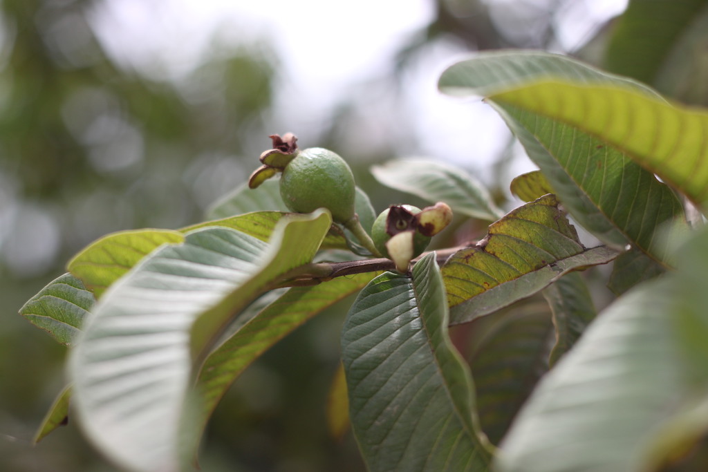 Guava tree