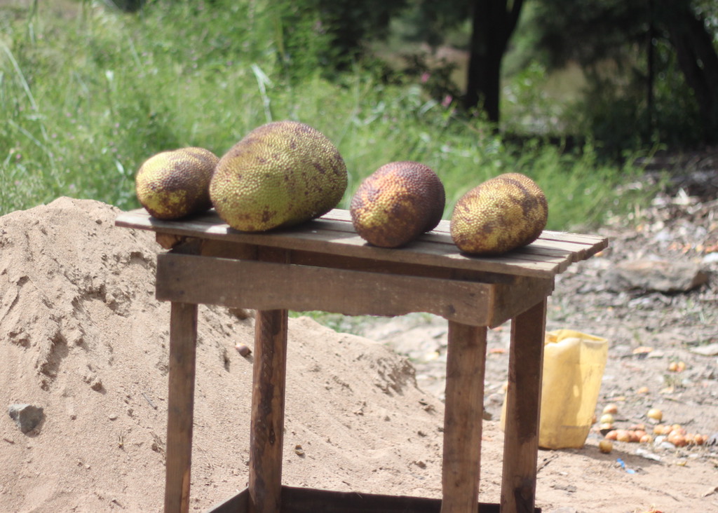 Jack fruit