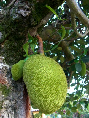 Jack fruit tree