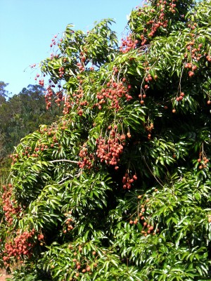 Lychee tree with fruit