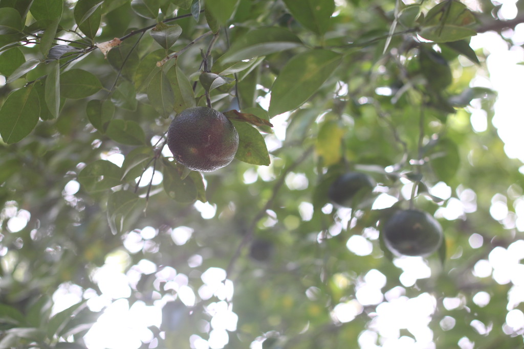 Mandarin orange tree