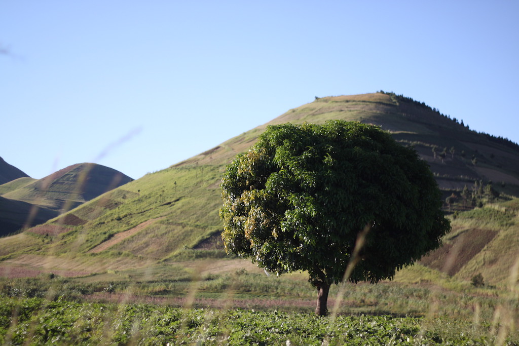 Mango tree