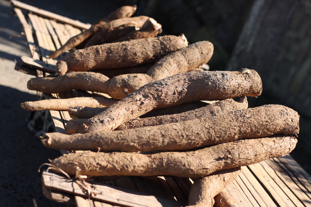 Manioc root