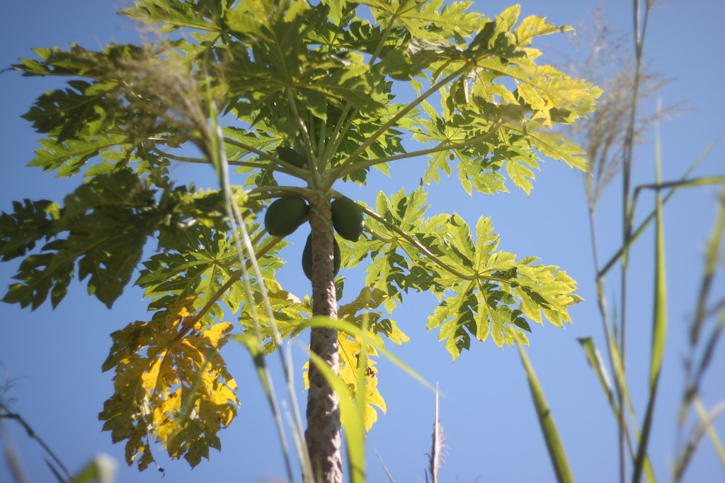 Papaya tree