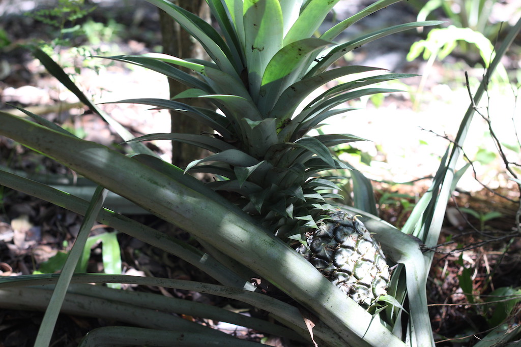 Pineapple plant