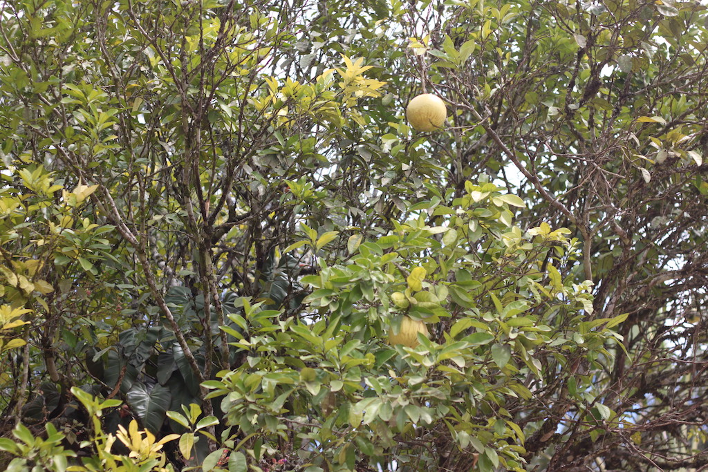 Pomelo tree