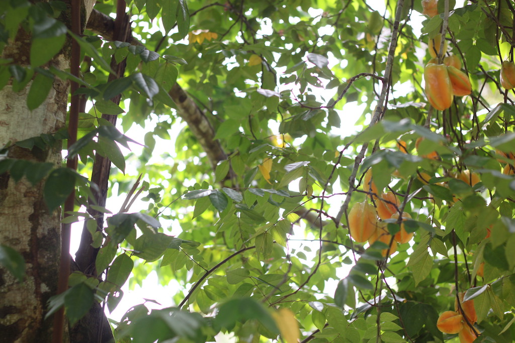 Star fruit tree