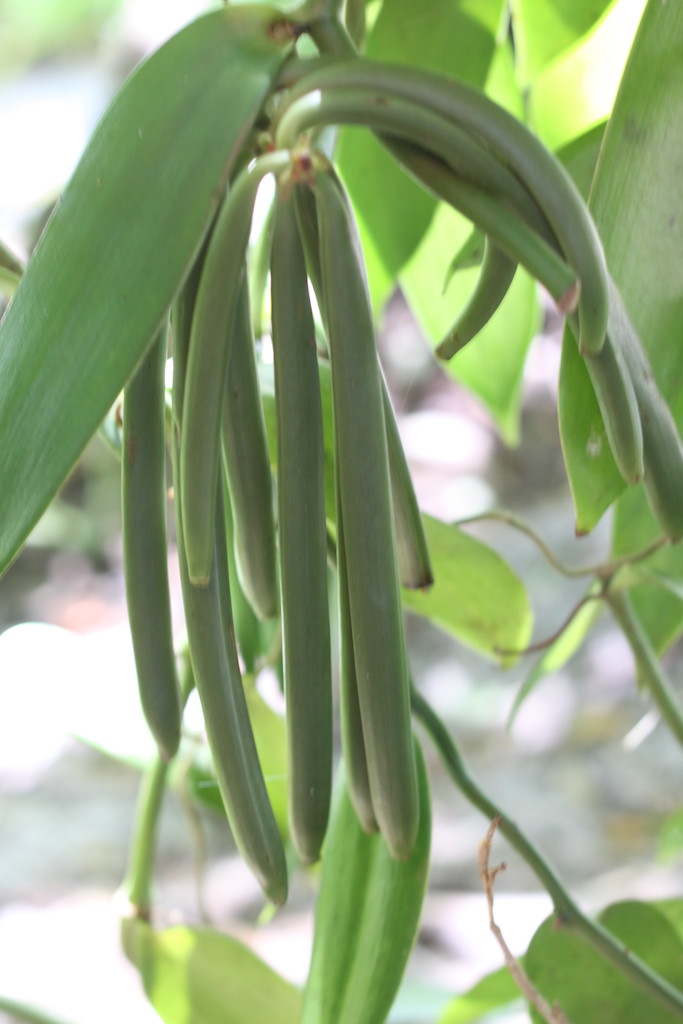 Vanilla beans