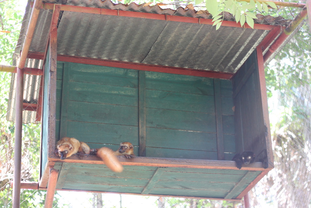 Lemurs resting