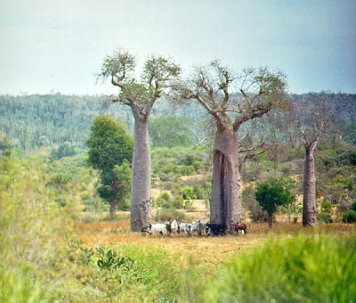 Baobabs on the way to the Kaleta reserve
