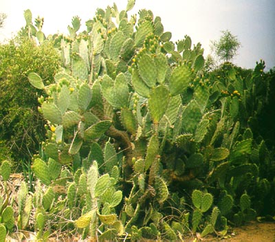 Cactus forest close to Fort Dauphin