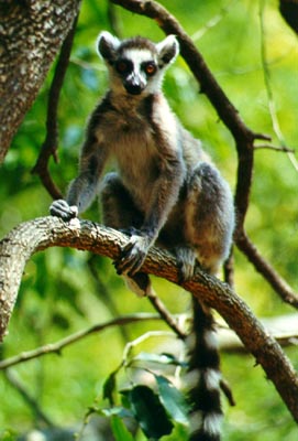 Ring-tailed maki lemur