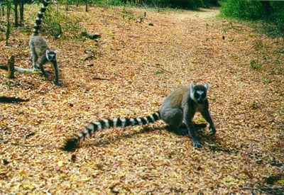 Ring-tailed maki lemurs