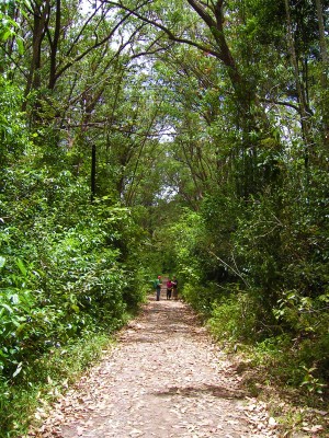 Andasibe rainforest