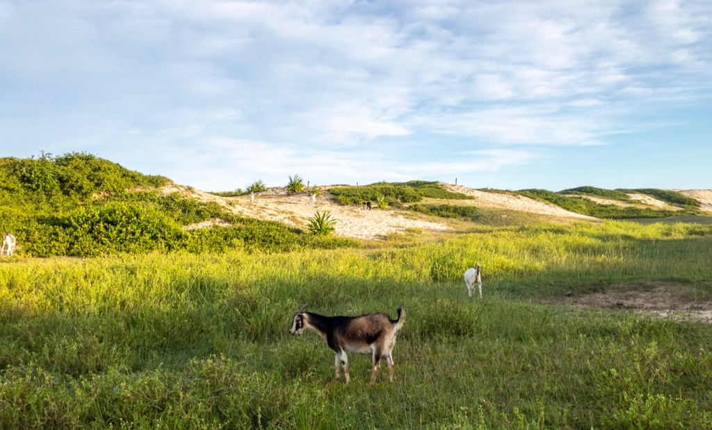 Goats in the dunes (Tamatave)