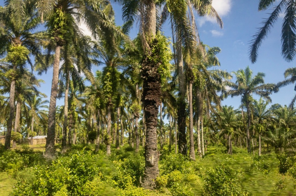 Palm oil fields at Tamatave