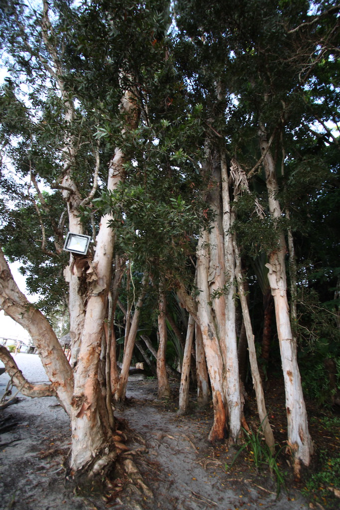 Trees at the lake