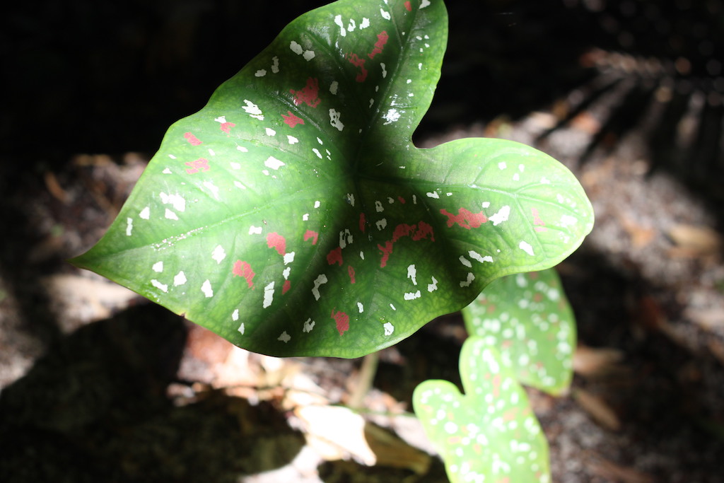 Caladium bicolor