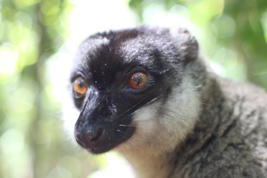 Closeup of a lemur