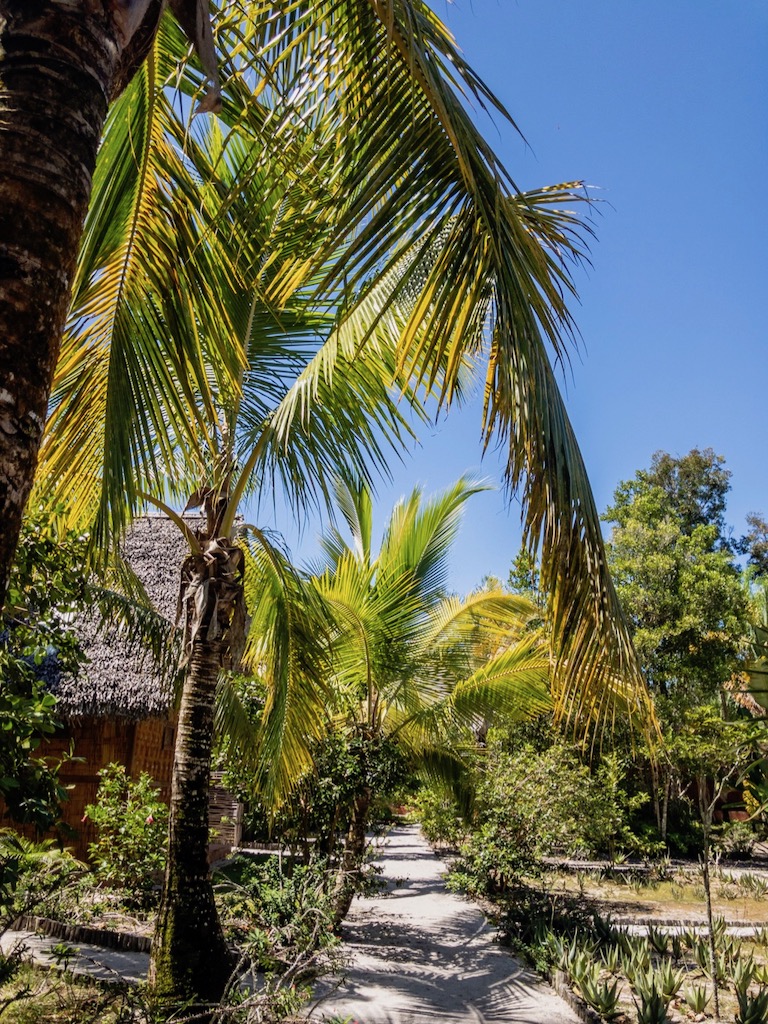 Palm trees at Palmarium