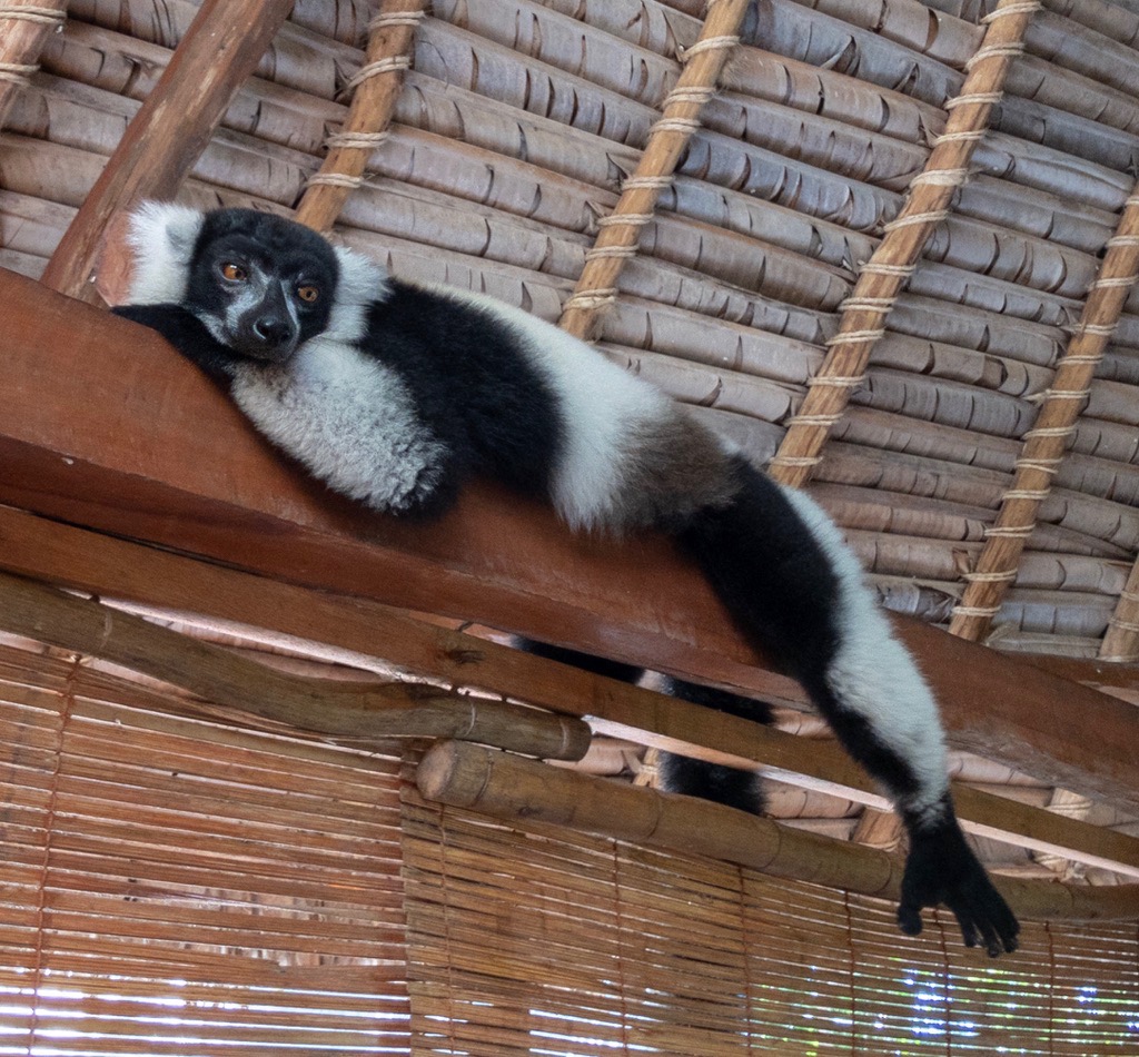 Lemur watching us have breakfast