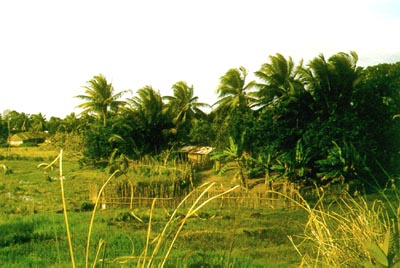 Palm tree in Sambava