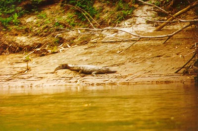Rainforest crocodile