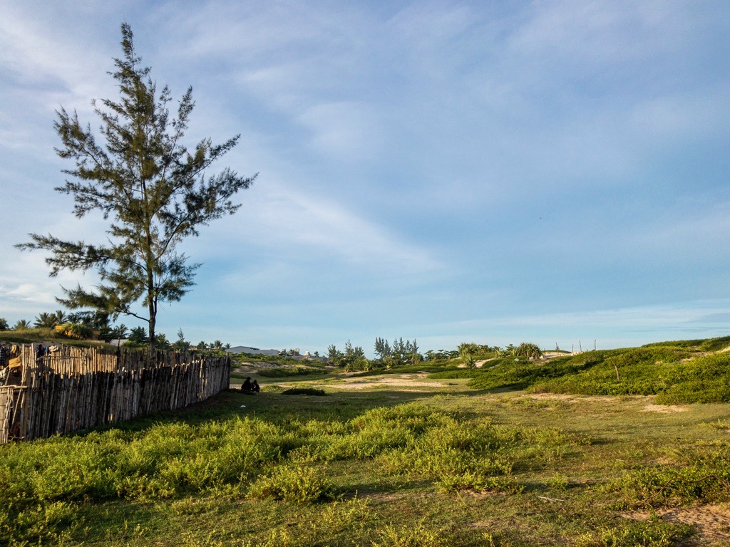 Dunes and grass