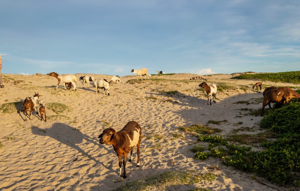 Free range goats in the dunes