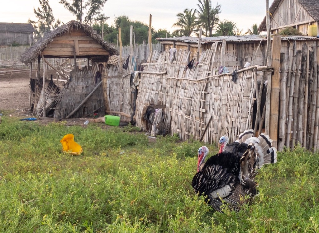 Small farm with turkeys