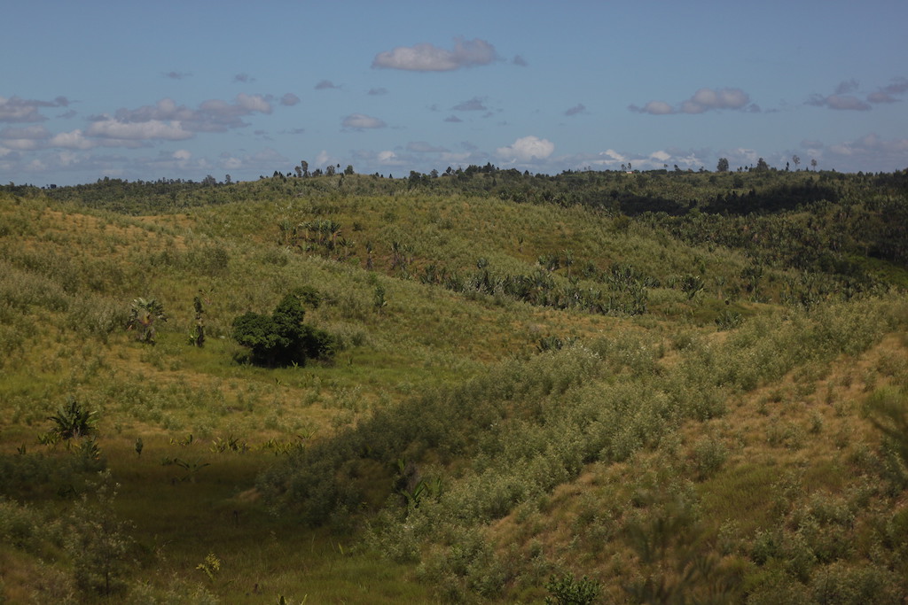 Landscape just outside of Tamatave