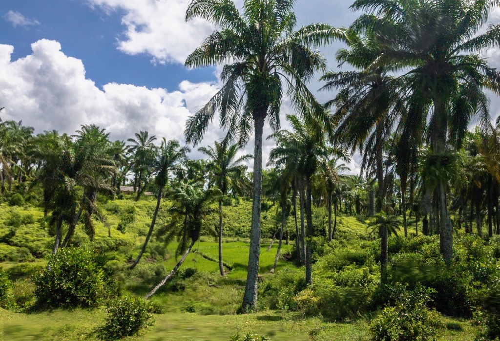 Palm trees on the route to Tamatave