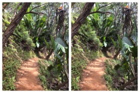 A path in the rainforest at Ivoloina