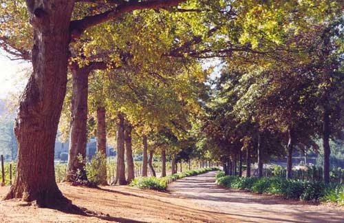 A nice alley right in the middle of all the vinyards.