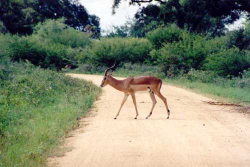 These guys may be exciting in the beginning because they’re most likely the first animals you’ll see in the park. You’ll realize very soon, however, that they’re everywhere! They’re the animals we saw the most.