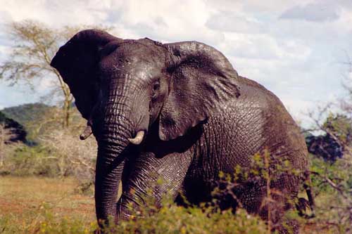 It was not the only elephant we would see here but it was hard to get a good shot. This guy didn’t mind posing for us, though.