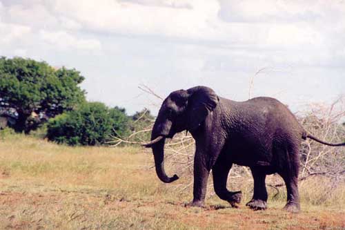 He moved on, probably searching for a river or a lake for a drink. Elephants can drink up to 170 litres of water a day.