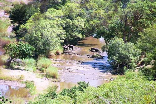 This elephant family has found a river. Watch the kiddy elephants dip in the water. (All elephants we saw were covered with dirt. This is probably why.)