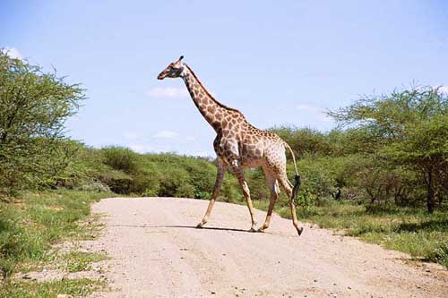 Everybody knows that giraffes are tall but seeing them out in nature, not only do you feel small (I don’t really need giraffes to feel small). It is actually kind of scary to turn around and see them approach your car.